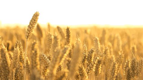 buğday hangi bölgemizde yetişir